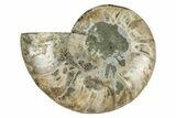 Cut & Polished Ammonite Fossil (Half) - Madagascar #344406-1